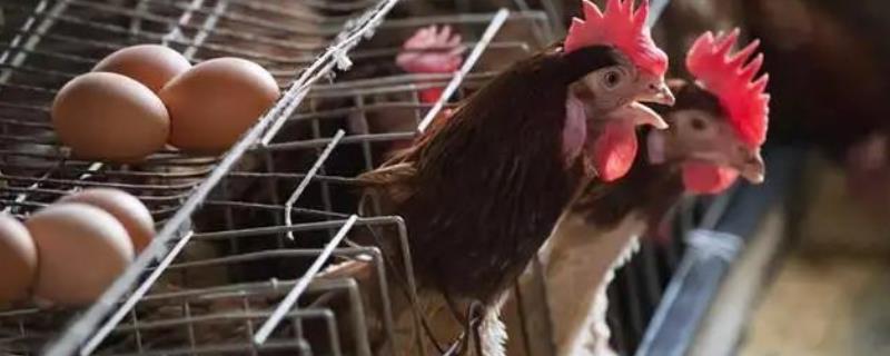 蛋鸡在哪年的产蛋量最高