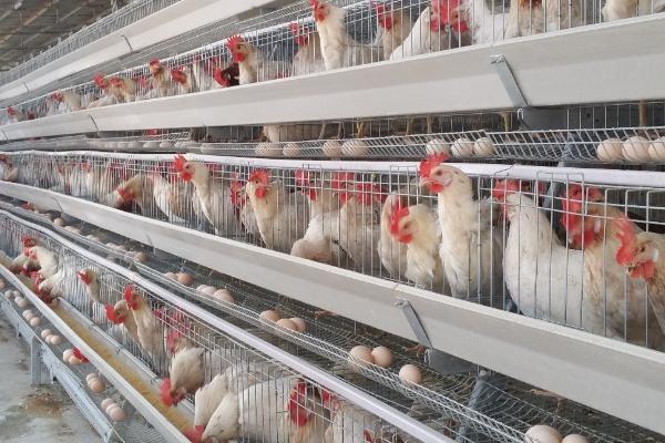 蛋鸡在哪年的产蛋量最高,首个产蛋年的产蛋量一般最高