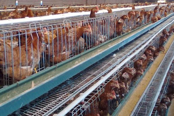 蛋鸡在哪年的产蛋量最高,首个产蛋年的产蛋量一般最高