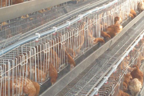 蛋鸡在哪年的产蛋量最高,首个产蛋年的产蛋量一般最高