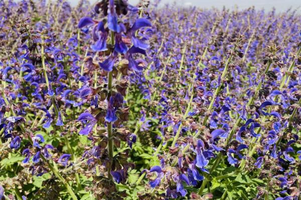 丹参好不好种,种植要求不严