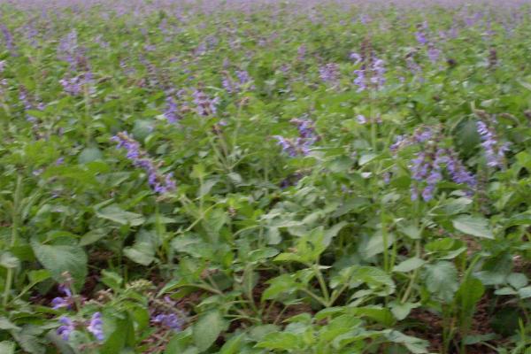 丹参好不好种,种植要求不严