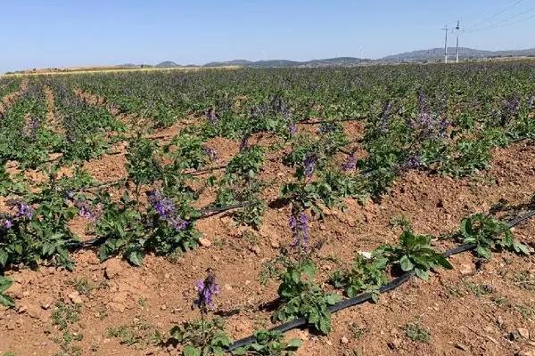 丹参好不好种,种植要求不严