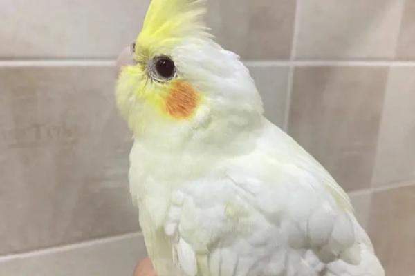 玄凤鹦鹉吃虫子吗,属于素食动物、一般不吃虫类