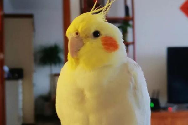 玄凤鹦鹉吃虫子吗,属于素食动物、一般不吃虫类