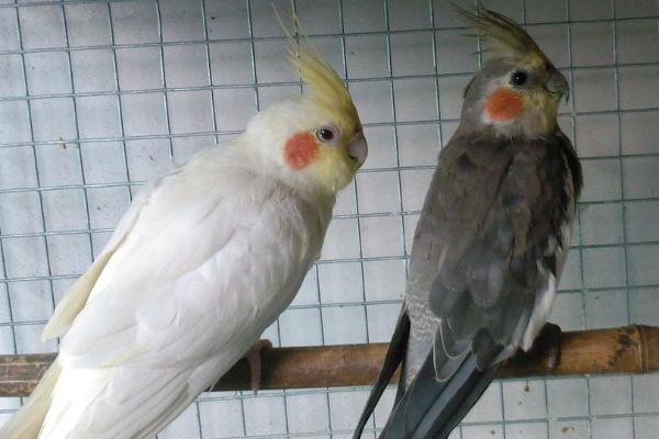 玄凤鹦鹉吃虫子吗,属于素食动物、一般不吃虫类