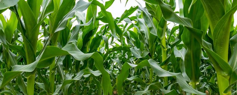 金谷1号玉米种子特征特性