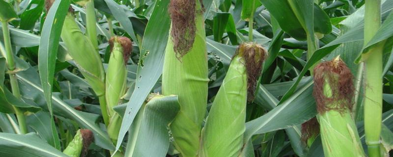 贵抗66玉米品种简介