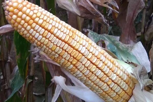 贵抗66玉米品种简介,本品种活杆成熟