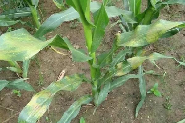 盛白玉7号玉米种子介绍,应选择中等以上肥力地块种植