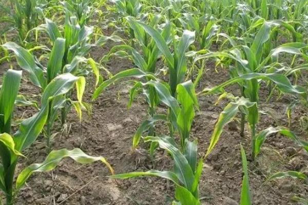 盛白玉7号玉米种子介绍,应选择中等以上肥力地块种植