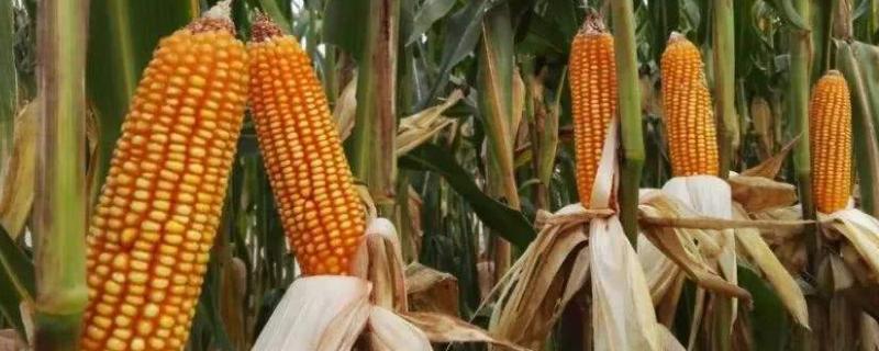 来福玉米种子特征特性