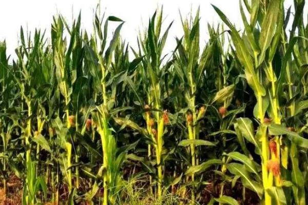 来福玉米种子特征特性,每亩用15公斤尿素