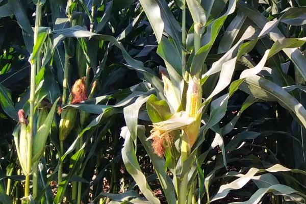 来福玉米种子特征特性,每亩用15公斤尿素