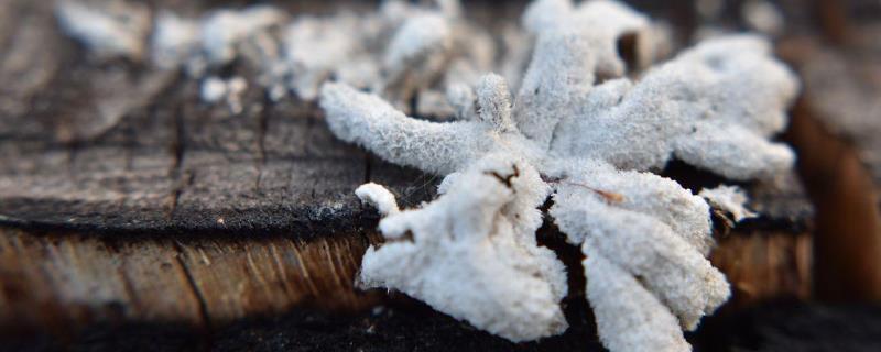 木霉菌如何防治病害