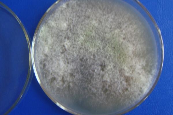 木霉菌如何防治病害,可寄生在病菌上、使其细胞壁破裂