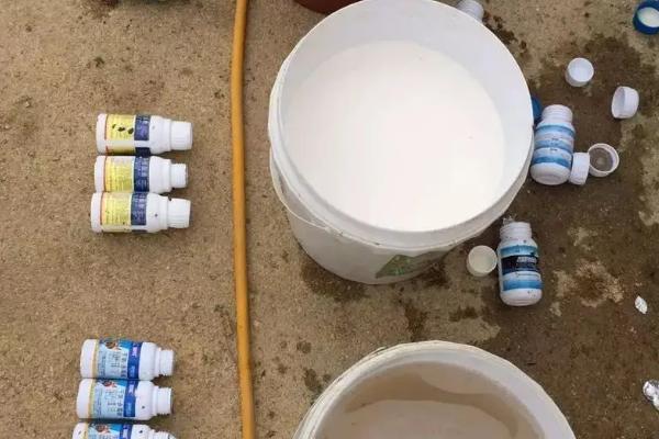 木霉菌如何防治病害,可寄生在病菌上、使其细胞壁破裂