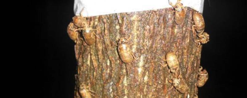 金蝉的养殖方法