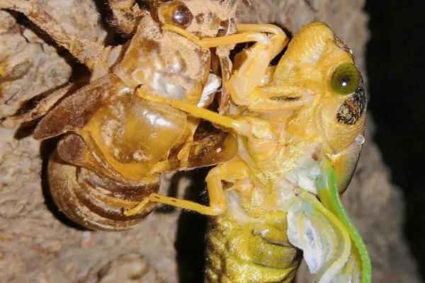 金蝉的养殖方法,场地可选果园或榆树林等