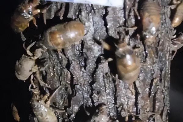 金蝉的养殖方法,场地可选果园或榆树林等