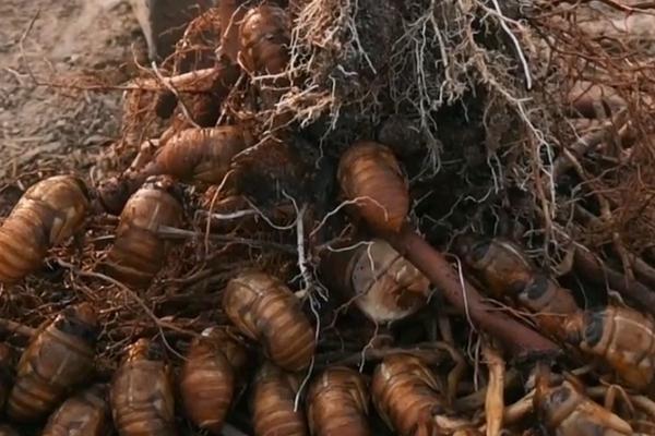 金蝉的养殖方法,场地可选果园或榆树林等