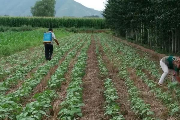 绿豆的害虫种类和防治方式,包括蛴螬、小地老虎、蚜虫等种类