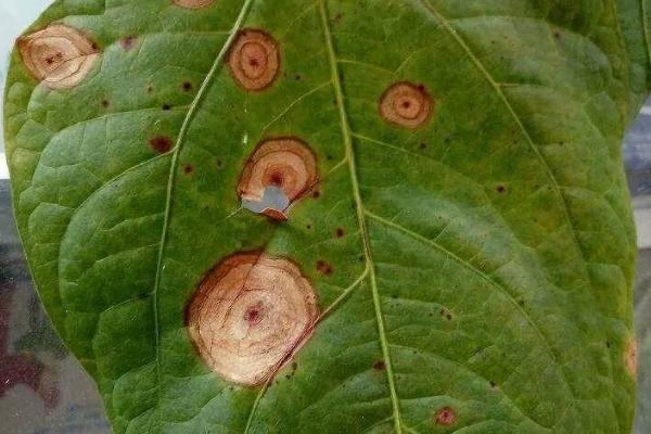 绿豆的害虫种类和防治方式,包括蛴螬、小地老虎、蚜虫等种类