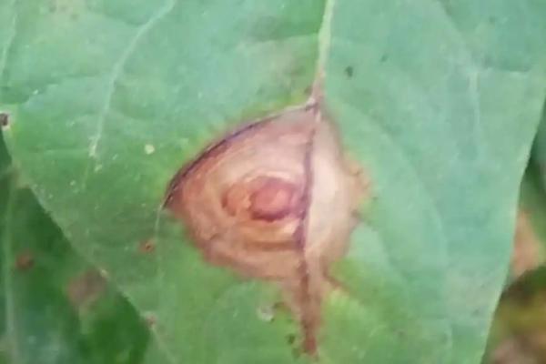 绿豆的害虫种类和防治方式,包括蛴螬、小地老虎、蚜虫等种类