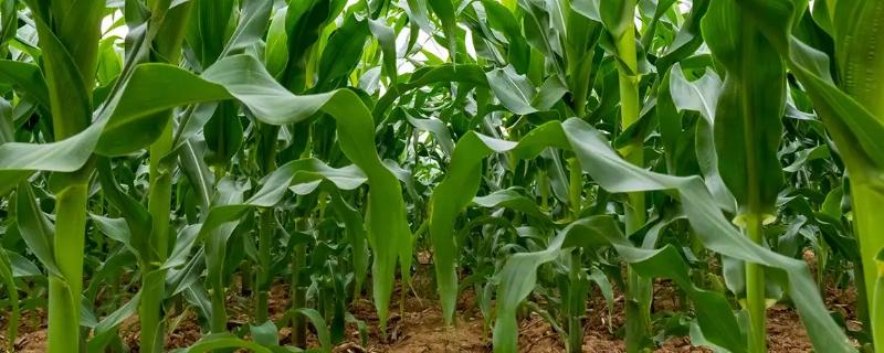 兴木109玉米种子特点