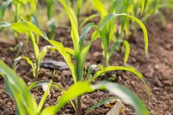 宏景197玉米品种的特性,北疆春播生育期112.0天