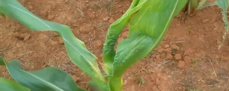 天玉392玉米种子简介