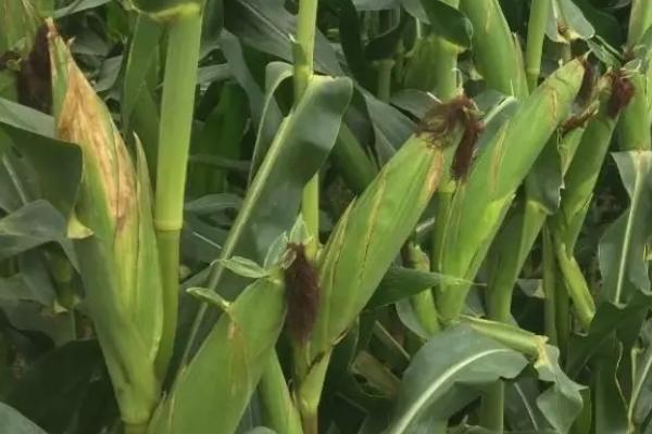 天玉392玉米种子简介,种植密度6000株/亩左右