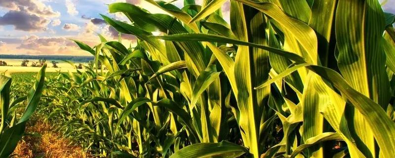 XL1903玉米种子介绍