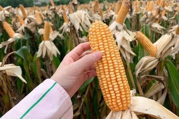 XL1903玉米种子介绍,地温要确保10℃以上进行播种