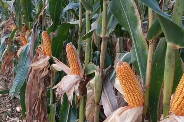 祥玉爆裂2号玉米种子介绍,小喇叭口期注意防治玉米螟