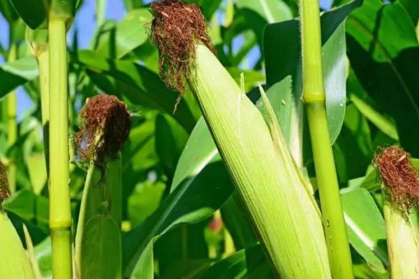 广青512玉米品种简介,选择中上等肥力的土壤