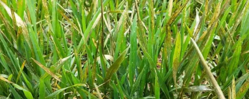 除草剂药害有哪些症状