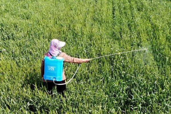 除草剂药害有哪些症状,具体症状和药物类型有关