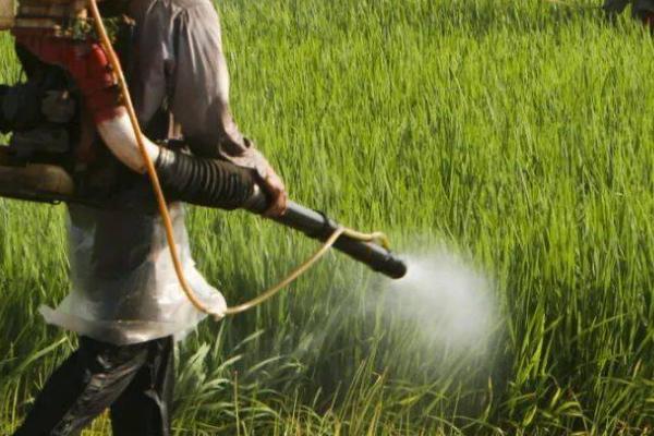 除草剂药害有哪些症状,具体症状和药物类型有关