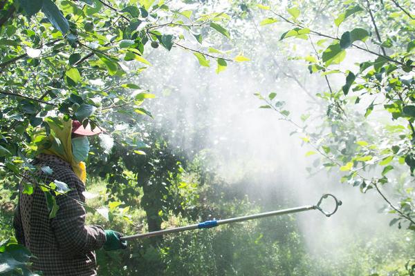 除草剂药害有哪些症状,具体症状和药物类型有关