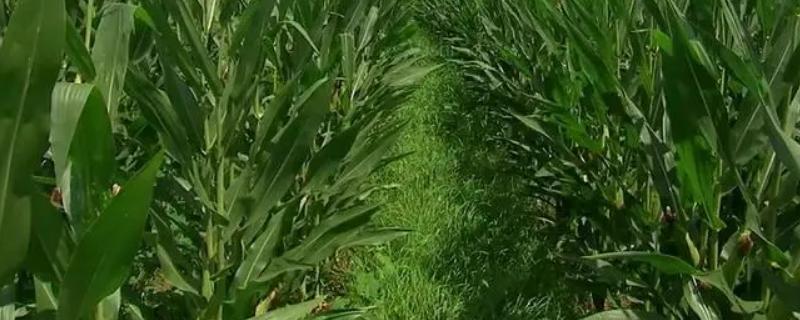 星锐822玉米种子介绍