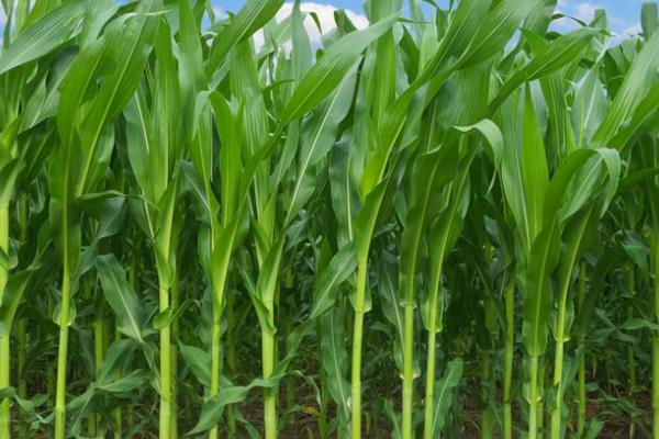 星锐822玉米种子介绍,注意防治茎腐病