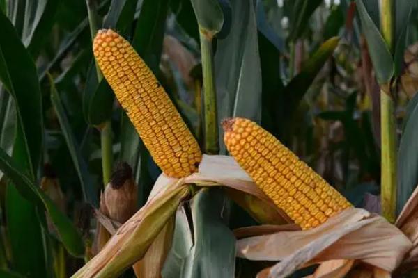 星锐819玉米种子简介,注意防治茎腐病