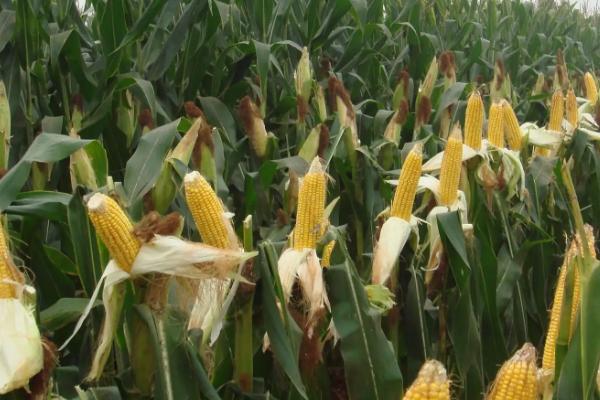 科沃856玉米种子特征特性,即该品种为非转基因品种