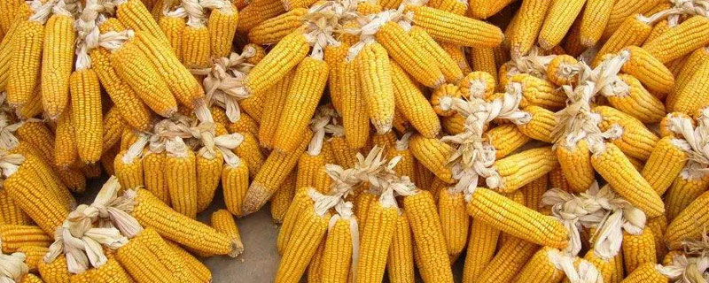 新丹555玉米品种简介