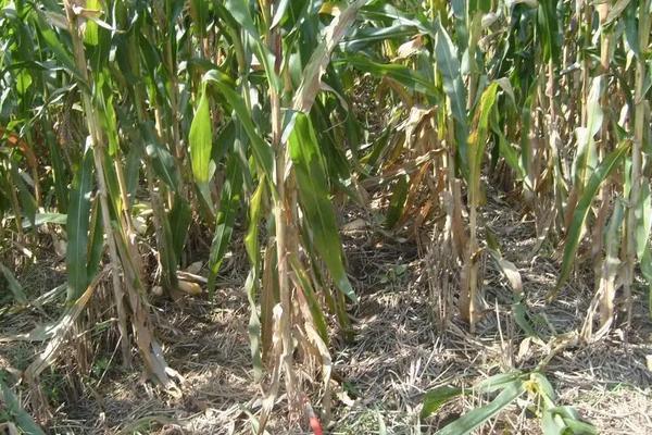 宏景517玉米品种的特性,宏景517为非转基因品种