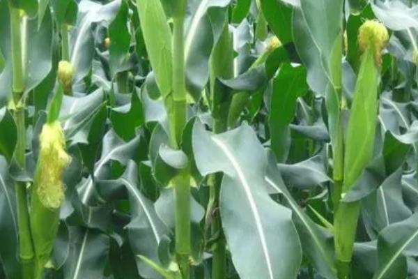 垦玉4606玉米品种简介,生育期123天