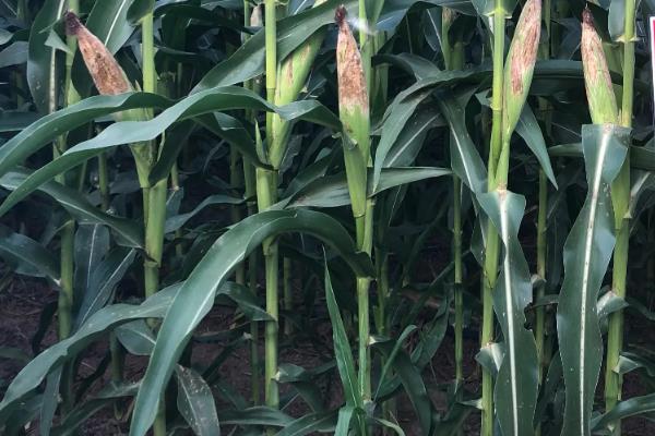 垦玉4606玉米品种简介,生育期123天