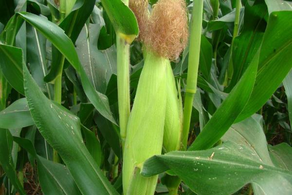 登海1119玉米种子特点,两年平均生育期121.9天