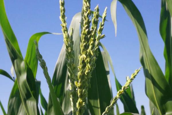 华西704玉米品种简介,即该品种为非转基因品种